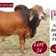 Go to Palmal Brahmans Big Country Sale 2025