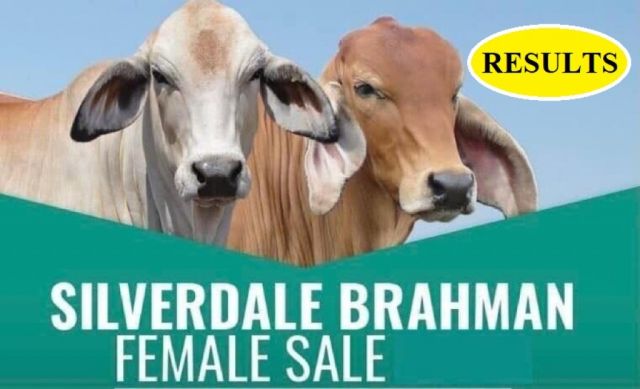 Silverdale Brahman Female Sale (RESULTS)