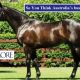 Go to Upgrade in top Qld’s sire’s mares shown at Easter