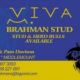 Viva Brahman Stud