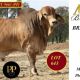 Go to Minlacowie & Wingfield Brahmans (RBW)