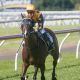 New Queensland Rocket next Our Boy Malachi
