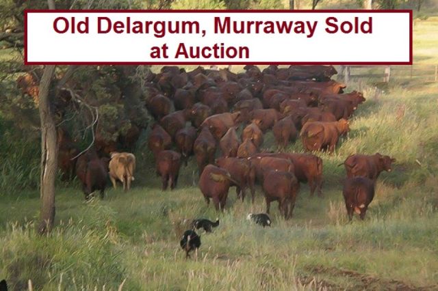 Old Delargum, Murraway Propertys Sold at Auction