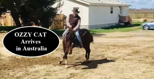 OZZY CAT  Arrives in Australia