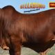 Go to Billabong Droughtmasters National Sale Bulls