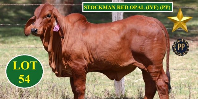 Stockman Reds All Stars Elite Female Sale