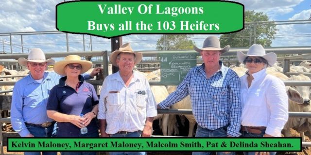 Kenilworth Sold 103 pure bred  Brahman Heifers