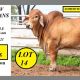 Go to Somerview Red Brahmans Big Country 2025