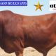 Rondel Droughtmasters  BullZeye Team