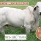 Pioneer Parks Feb all Breeds Females