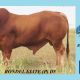 Go to Rondel Droughtmasters Black Stump Invitational sale 2025