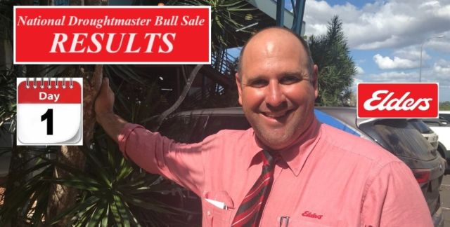 National Droughtmaster Bull Sale - Day 1