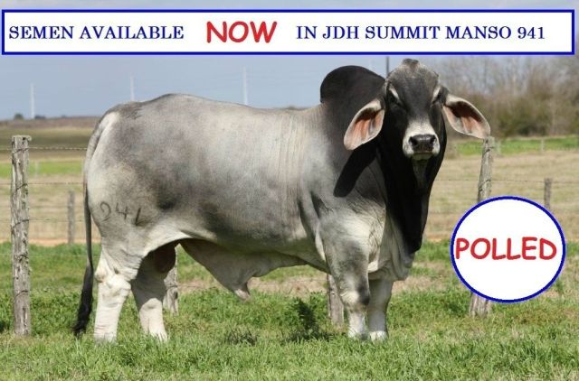 Semen Released JDH Summit Manso 941/1