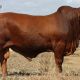 Minlacowie and Wingfield Droughtmasters CQ SALE BULLS 2023