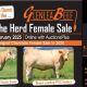 Glenlea Beef “Heart of the Herd” female sale