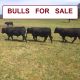 'Ebbwvale'  Bulls