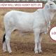Hillview Brahman Stud.