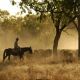 Go to Northern cattle markets soft and under pressure.