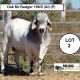 Go to Reef To Ranges Interbreed bull sale
