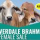 Silverdale Brahman Female Sale (RESULTS)