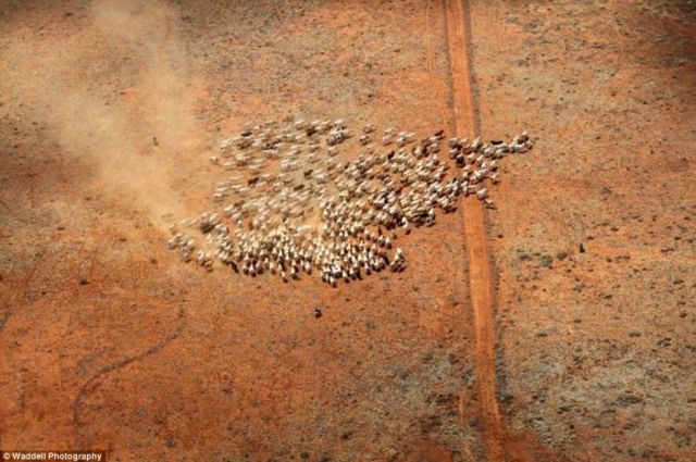 Chinese group to bid for two Australian cattle properties