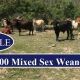 Go to 1,800 Mixed Sex Weaners (FOR SALE)