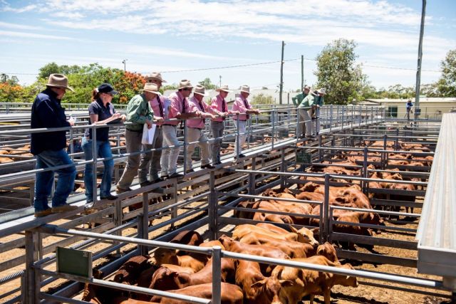 SALE 0 SALE 0 SALE O CENTRAL REDS DROUGHTMASTERS SALE