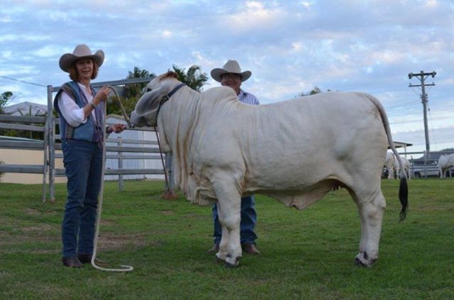 Hamdenvale Brahmans