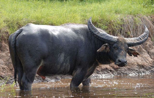 Indonesian Riverine Buffalo
