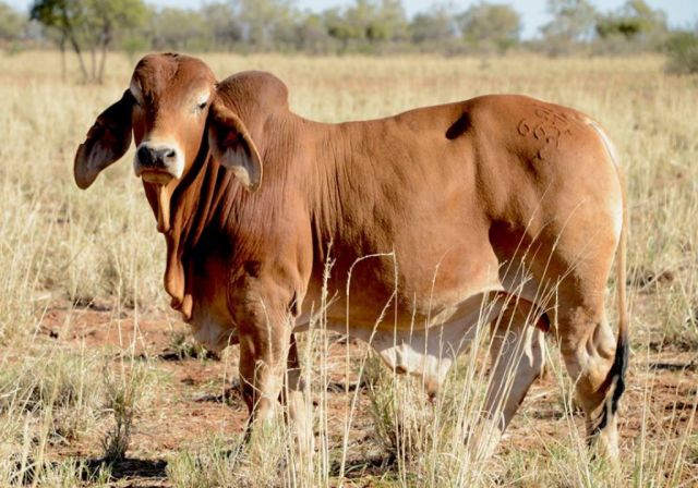 RED BRAHMAN BULLS & PRUEBRED FEMALES FOR SALE  - GIPSY PLAINS