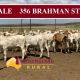 Go to For Sale 356 Brahman Steers