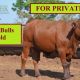 FOR PRIVATE SALE
