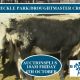 136 VGQ SPECKLE PARK/DROUGHTMASTER CROSS STEERS
