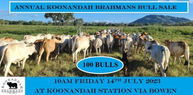 Koonandah Brahmans Bull Sale 2023