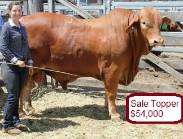 Droughtmasters Top at $54,000 over two days