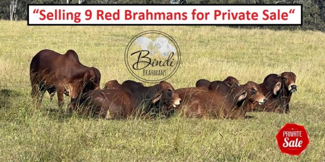 For Private Sale 9 Red Brahmans
