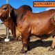 Kangarin Brahmans RBWS 2023