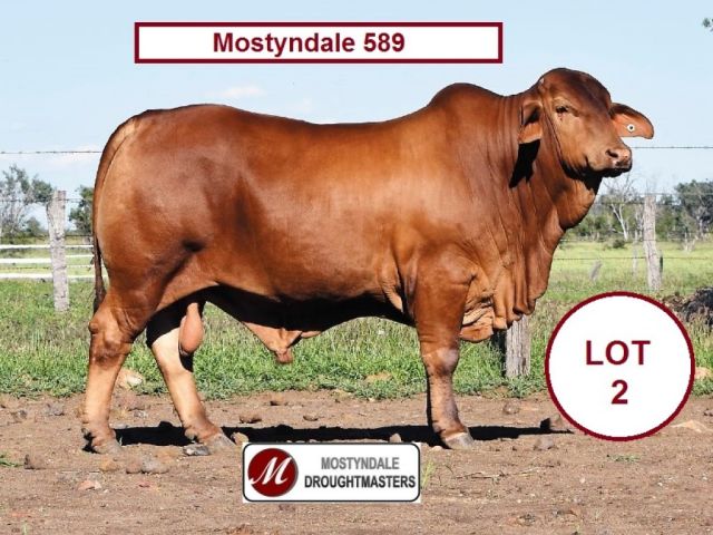 The Central Reds Droughtmaster Bull Sale