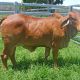 Go to Roseborough  Red Brahmans