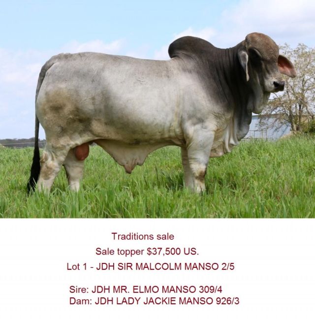 ELMO SONS SHINE AT CATTLE IN MOTION SALE IN U.S.A.