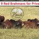 Go to For Private Sale 9 Red Brahmans