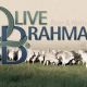 Olive Brahmans