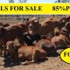 Go to 50 Red Brahmans For Sale