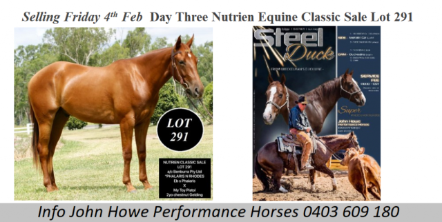 Selling Lot 291 Day Three Nutrien Equine Classic