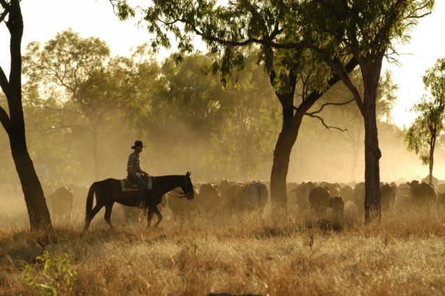 Northern cattle markets soft and under pressure.