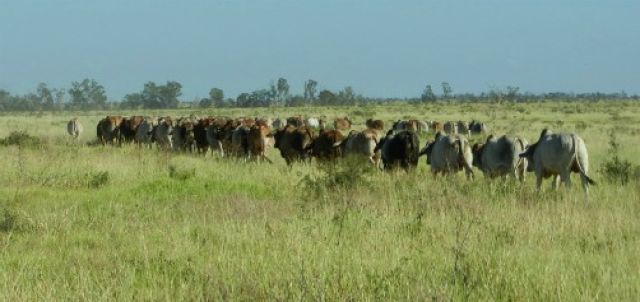 ALC BRAHMANS Paddock sales