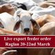 Go to Live export feeder order