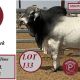 MOONGOOL BRAHMANS RBWS 2024