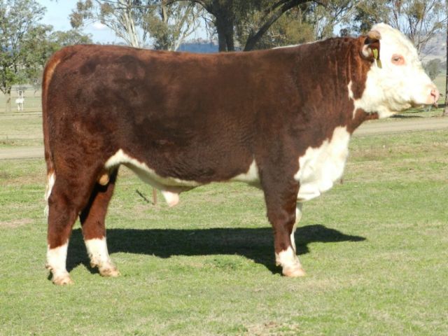 42nd Annual Ironbark Hereford Bull Sale