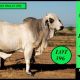 Go to Gipsy Plains Big Country Sale 2025